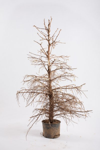 photo of Zuckerbaum (Fotografie: Haishu Chen, Rebecca Hirneise, Wataru Murakami, Philipp Schell)